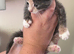 kittens 2 girls