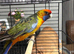Beautiful male pennant