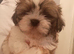 Shih tzu boy
