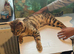 Male bengal cat