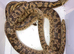 RUSSIAN SAND BOA - pair M&F