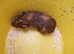 Baby guinea-pigs ready now Teddy male ready now