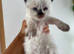 Stunning ragdoll ready now
