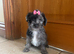 Beautiful Toy Jackapoo
