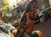 Argentinian Black & White Tegu