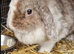 adult bunny