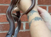 California King Snake Pair