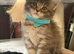 Main coon