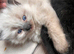 Litter trained independent and well pampered lap kittens