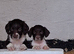 English Springer Spaniel Puppies