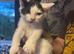 Beautiful kittens for sale