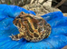 Pac Man Frogs Various Morphs