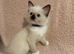 5 beautiful ragdoll kittens