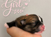 Beautiful Pomeranian Puppies Available for Pre-Reservation