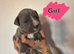 Cane corso x puppies