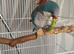 Loving home wanted for our Quaker Parrot Echo