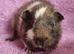 BEAUTIFUL MALE GUINEA PIGS