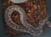 Pastel vpi axanthic clown