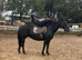 Super duper 15.2hh , 8yr old allrounder
