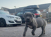 Mastiff
