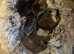 Kittens for sale