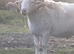 Wiltshire Horn Ram