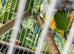 Male Senegal Glasgow
