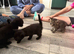 Kittens x 4