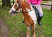 13.2h Gypsy cob gelding