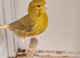 Beautiful Yellow canary for sale in WS3