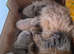 Mainecoon x Norwegin Forest