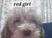 8 adorable puppies