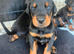 ABSOLUTELY STUNNING DOBERMAN PUPPIES FOR SALE