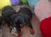 Mini dachshund x jack russell