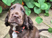 Show type Cocker Spaniel pup. Last one avaialable