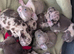 French bulldog puppies