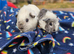 Two bonded males