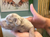 Stunning mini dauchound puppies