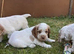 Lovely litter of Clumber X spaniels