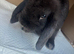 Mini lop