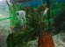 Two breeding pair of Angels Fish.