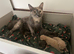 stunning 3/4 ragdoll kittens for 5 star homes