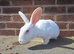 Mini rex