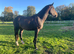 STUNNING 3yo ISH MARE