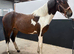 Stunning Yearling Part-bred Skewbald Filly