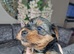 Mini Yorkshire terrier puppies