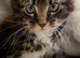 Mixed Mainecoon litter