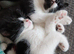 Boy kitten