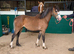 Well Bred Yearling Section C Filly