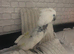 Female cockatoo